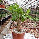 2 PCS Seeds Adansonia African Baobab Bonsai Upside Down Tree