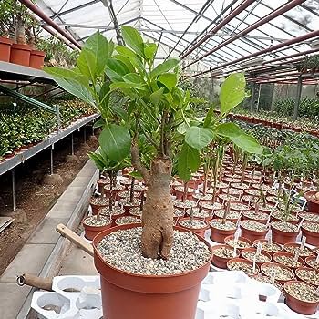 2 PCS Seeds Adansonia African Baobab Bonsai Upside Down Tree