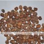 2 PCS Seeds Adansonia African Baobab Bonsai Upside Down Tree