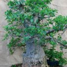 2 PCS Seeds Adansonia Digitata Bonsai African Baobabs 2 PCS Seeds Adansonia Digitata Bonsai African Baobabs