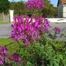 40 PCS Seeds Adaptable Violet Queen Flower
