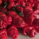 200 PCS Seeds ADB Inc Penis Chill Red Hot Peter Pepper 200 PCS Seeds ADB Inc Penis Chill Red Hot Peter Pepper