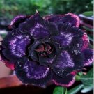 2 PCS Seeds Desert Rose Blackish Purple Single Petal with White Color