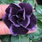 2 PCS Seeds Desert Rose Blackish Purple Single Petal with White Color