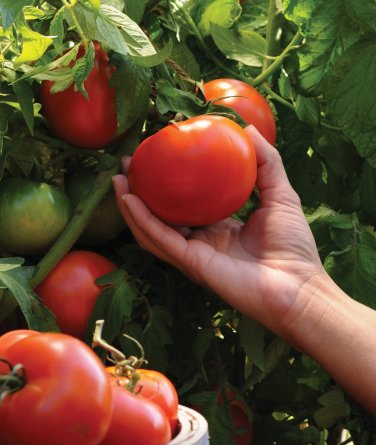 100 PCS Seeds Adelebe Bright Red Big Tomato