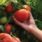 100 PCS Seeds Adelebe Bright Red Big Tomato