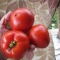 100 PCS Seeds Adelebe Bright Red Big Tomato