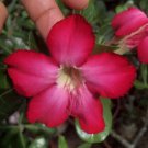 60 PCS Seeds Adenium Black Yellow Red White Bi-color Desert Rose Perennial Bonsai Flowers 60 PCS Seeds Adenium Black Yellow Red White Bi-color Desert Rose Perennial Bonsai Flowers