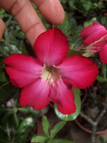 60 PCS Seeds Adenium Black Yellow Red White Bi-color Desert Rose Perennial Bonsai Flowers