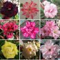 60 PCS Seeds Adenium Black Yellow Red White Bi-color Desert Rose Perennial Bonsai Flowers