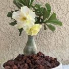 20 PCS Seeds Adenium Black Yellow White Series 20 PCS Seeds Adenium Black Yellow White Series