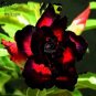 20 PCS Seeds Adenium Black Yellow White Series
