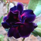 2 PCS Seeds Adenium Blackish Dark Blue Petals Flower 2 PCS Seeds Adenium Blackish Dark Blue Petals Flower