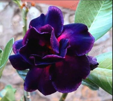 2 PCS Seeds Adenium Blackish Dark Blue Petals Flower
