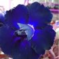2 PCS Seeds Adenium Blackish Dark Blue Petals Flower