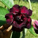 2 PCS Seeds Adenium Blackish Dark Red Desert Rose Flower 2 PCS Seeds Adenium Blackish Dark Red Desert Rose Flower