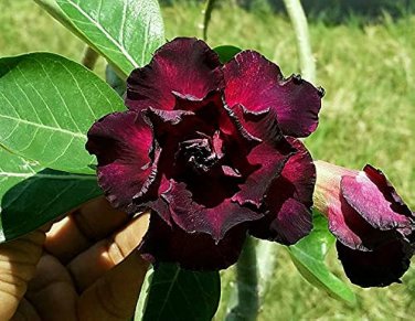 2 PCS Seeds Adenium Blackish Dark Red Desert Rose Flower