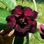 2 PCS Seeds Adenium Blackish Dark Red Desert Rose Flower