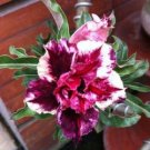 1000 PCS Seeds Adenium Dard Red-White-Bright Yellow Double Flowers