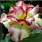 1000 PCS Seeds Adenium Dard Red-White-Bright Yellow Double Flowers
