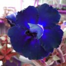 2 PCS Seeds Adenium Dark Blue & White Petals Flower