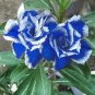 2 PCS Seeds Adenium Dark Blue & White Petals Flower
