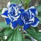 2 PCS Seeds Adenium Dark Blue Petals Light Pink Eye Flower