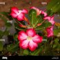 2 PCS Seeds Adenium Dark Red & White Flower