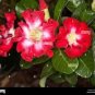 2 PCS Seeds Adenium Dark Red & White Flower