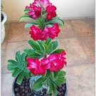 2 PCS Seeds Adenium Dark Red Desert Rose