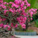 1000 PCS Seeds Adenium Dark Red Desert Rose