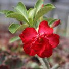 2 PCS Seeds Adenium Dark Red Moon Plant 2 PCS Seeds Adenium Dark Red Moon Plant