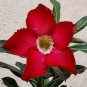 2 PCS Seeds Adenium Dark Red Moon Plant