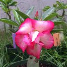 1000 PCS Seeds Adenium Dark Red Petals with Thin Whitish Pink Edge Flower 1000 PCS Seeds Adenium Dark Red Petals with Thin Whitish Pink Edge Flower