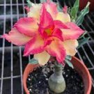 2 PCS Seeds Adenium Dark Rose Red Petals with part of White Petal Flower