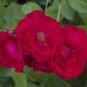 2 PCS Seeds Adenium Dark Rose Red Petals with part of White Petal Flower
