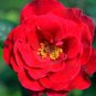 2 PCS Seeds Adenium Dark Rose Red Petals with part of White Petal Flower