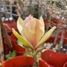 2 PCS Seeds Adenium 'Yulan magnolia' Types Pink Semidouble Petals Flowers
