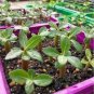 2 PCS Seeds Adenium 'Yulan magnolia' Types Pink Semidouble Petals Flowers