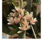 2 PCS Seeds Adenium 'Yulan magnolia' Types Pink Semidouble Petals Flowers