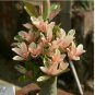 2 PCS Seeds Adenium 'Yulan magnolia' Types Pink Semidouble Petals Flowers