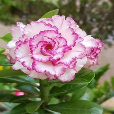 100 PCS Seeds Adenium Desert Rose 3-Layer White Petals with Blackish Purple Thick Edge