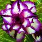 1000 PCS Seeds Adenium Desert Rose 3-Layer White Petals with Blackish Purple Thick Edge