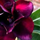 20 PCS Seeds Adenium Desert Rose Seeds 5 Layer Black Dark Red Petals