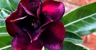 20 PCS Seeds Adenium Desert Rose Seeds 5 Layer Black Dark Red Petals