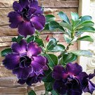 60 PCS Seeds Adenium Desert Rose Seeds White Purple Double Flowers