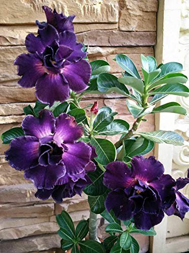 60 PCS Seeds Adenium Desert Rose Seeds White Purple Double Flowers