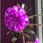 60 PCS Seeds Adenium Desert Rose Seeds White Purple Double Flowers