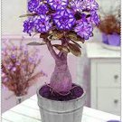 1000 PCS Seeds Adenium Desert Rose Seeds White Purple Double Flowers