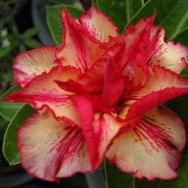 2 PCS Seeds Adenium Fire Orange Petals with Fire Red Stripes & Edge Flower